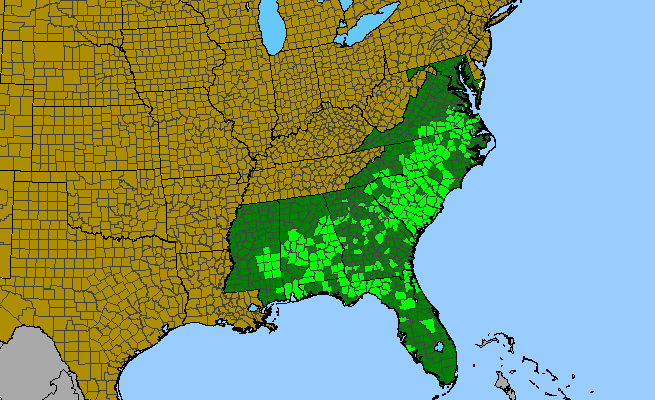 The range of Zephyranthes atamasco